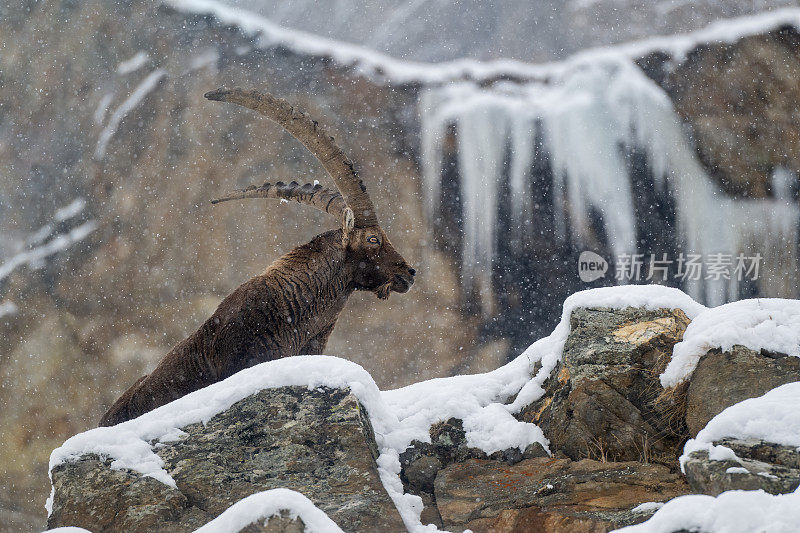 意大利valsavarenche Val D 'aosta，高山野山羊在冬季下雪环境中的大雄性